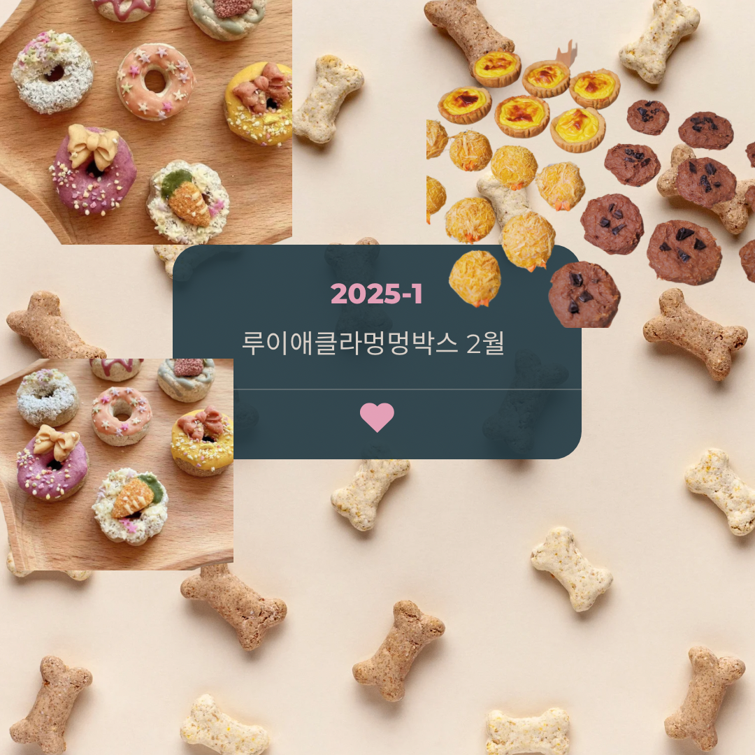 루이애클라 1월 멍멍구독박스